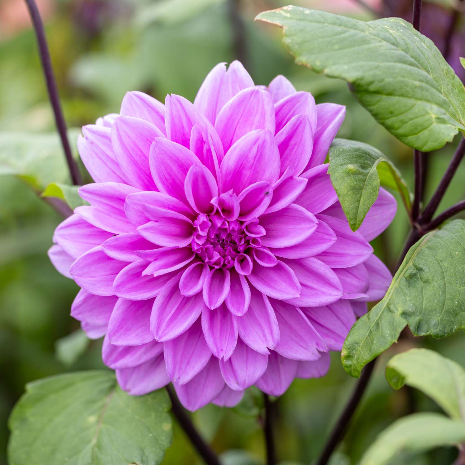 Dahlia 'Lilac Time'